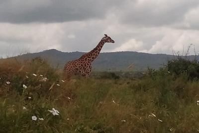 Tres Dias de Safari para el Parque Nacional de Tsavo Este y Sanctuario de Taita Hills.