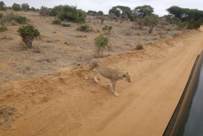 2 días santuario de vida salvaje de las colinas de Taita