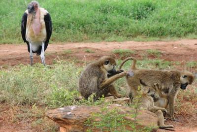 3 días Tsavo East y Lumo Wildlife Sanctuary