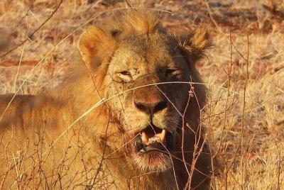 3 Días Mombasa, Taita Hills y Ngutuni Sanctuary Wildlife Safari