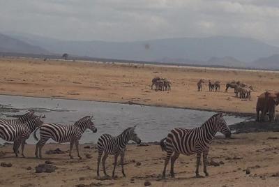 4 días Parque Nacional Tsavo East, Santuario de Vida Silvestre Amboseli y Taita Hills