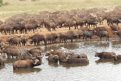 3 Días 2 Noches Tsavo Este y Amboseli