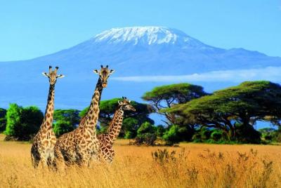 Especial Kilimanjaro- (Safari de lujo en Tsavo West, Amboseli y Tsavo East)