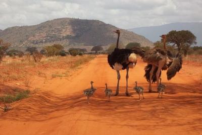 3 días de safari en elefante rojo