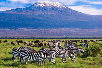 3 días (2 noches); Tsavo East y Amboseli Safari: