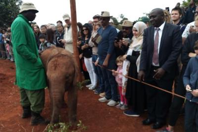 David Sheldrick Half-Day Tour Sightseeingss in Nairobi Things to do in Nairobi 179075 David Sheldrick Half-Day TourSightseeingss in Nairobi Things to do in Nairobi 179075