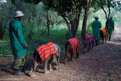 Nairobi destaca el safari, incluido el parque nacional, el shedri