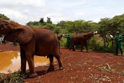 Orfanato de elefantes / Centro de jirafas / karen Blixen / bomas 
