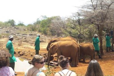 David Sheldrick, el fideicomiso de la vida silvestre y el centro  David Sheldrick, el fideicomiso de la vida silvestre y el centro