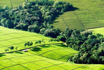 Día de Nairobi tour a la granja de té Día de Nairobi tour a la granja de té