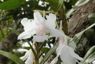 Excursión de día completo por el camino de las orquídeas