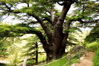 Bcharre - Qadisha Valley y Cedars Forest Tour Bcharre - Qadisha Valley y Cedars Forest Tour
