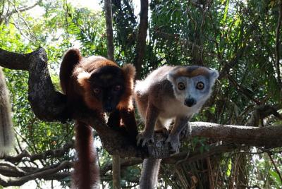 Excursión de un día a la reserva natural de Lokobe