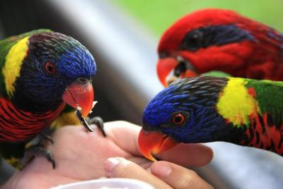 Tour por la ciudad de Penang con entradas a Penang Bird Park