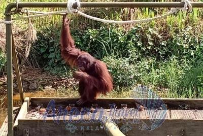 Tour a la isla de Orang Utan y carbón vegetal Tour a la isla de Orang Utan y carbón vegetal