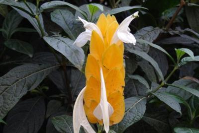 Tour 2D 1N Penang - Camerons - Kuala Lumpur