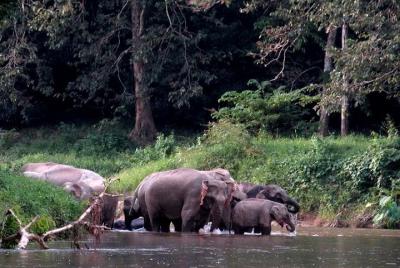 Una cita con la naturaleza en Ulu Muda Rainforest