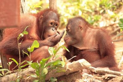La isla de Orang Utan y Taiping de Penang