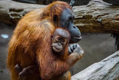 Penang: Orang Utan Island & City Flexible Full Day Tour Penang: Orang Utan Island & City Flexible Full Day Tour
