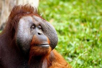 Penang: Orang Utan Island & City Flexible 6 horas de diversión Penang: Orang Utan Island & City Flexible 6 horas de diversión