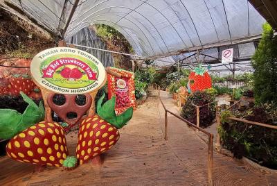 Cameron Highlands al aeropuerto de Kuala Lumpur