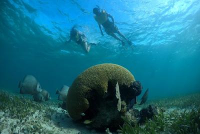 Excursión de buceo de superficie por arrecifes y restos de naufra