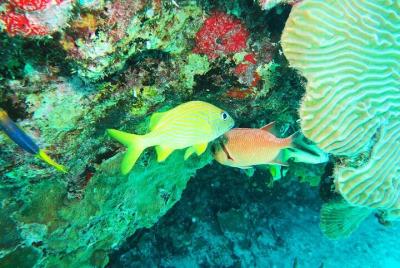 Experiencia de snorkel en arrecifes en Puerto Morelos