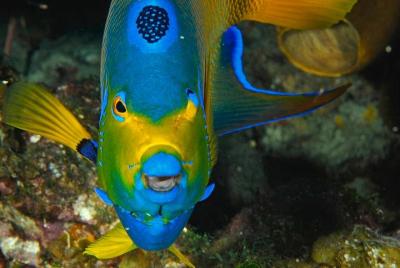1 tanque de buceo para buzos certificados