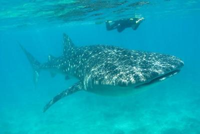 Aventura con tiburones ballena y esnórquel desde Isla Holbox Aventura con tiburones ballena y esnórquel desde Isla Holbox
