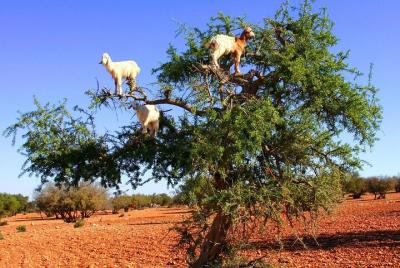 Cabras en el árbol - Agadir