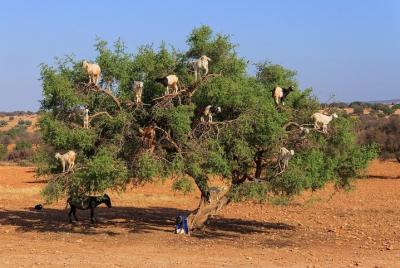 Cabras trepadoras de árboles en Agadir