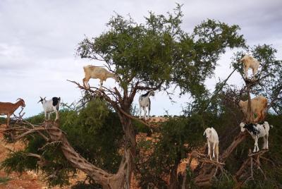 Cabras en el árbol en Agadir Marruecos