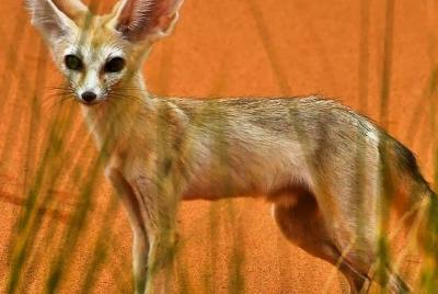 Desierto de Agadir Sahara Erg Chegaga