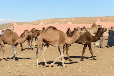 Visite el mercado semanal de camellos