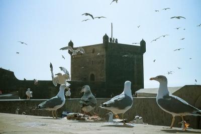 Essaouira - Excursión de un día desde Marrakech - grupo compartido / pequeño (8 pers)