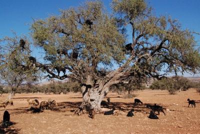 Excursión privada de un día desde Marrakech a Essaouira y la fábrica de argán. Excursión privada de un día desde Marrakech a Essaouira y la fábrica de argán.
