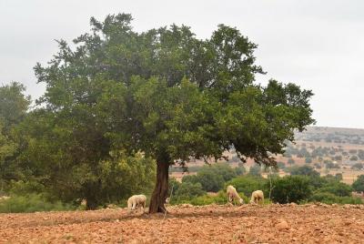 De Marrakech a Essaouira: excursión privada de un día De Marrakech a Essaouira: excursión privada de un día