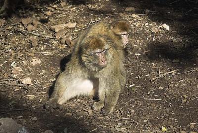 Excursión de un día al Atlas Medio desde Fez Excursión de un día al Atlas Medio desde Fez