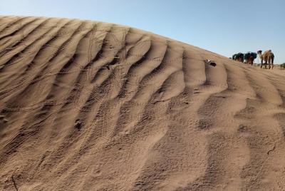Caminata de 2 días: siguiendo los pasos de los escarabajos