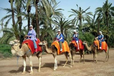 Paseo de medio día en camello por el palmeral de Marrakech