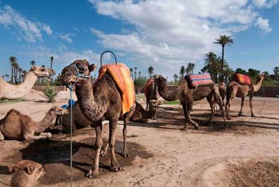 Tour judío de Marrakech Marruecos