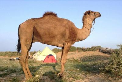 Excursión privada de lujo de un día: montañas del Atlas, desierto de Agafay y camellos Excursión privada de lujo de un día: montañas del Atlas, desierto de Agafay y camellos