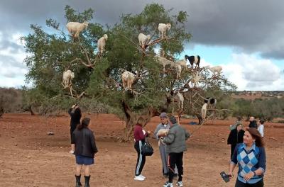 Day trip To ESSAOUIRA
