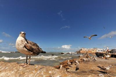 Excursión de un día a Essaouira desde Marrakech