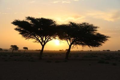 Oasis y desierto Oasis y desierto