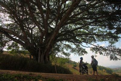 Excursión de medio día a la plantación de té desde Pindaya