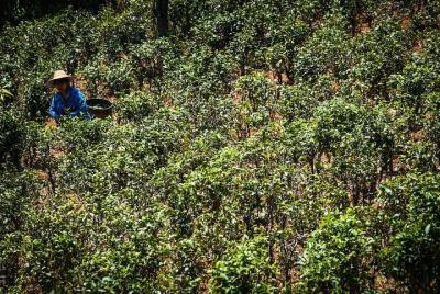 Danu Trails (2 días, 1 noche)