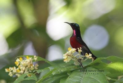 Tour de medio día de observación de aves en Yangon