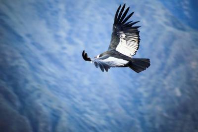 Recorrido turístico por el cañón del Colca 2 días 1 noche