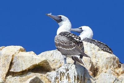 Islas Ballestas y Tambo Colorado desde el puerto de San Martín